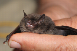 Murin de Daubenton (Myotis daubentonii), dentition visible